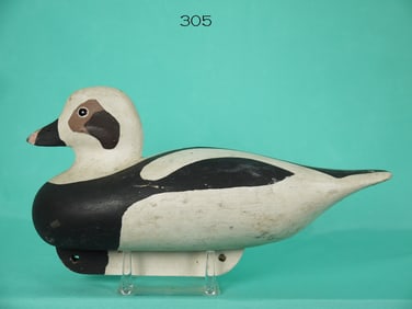 LONG TAILED DRAKE, RST