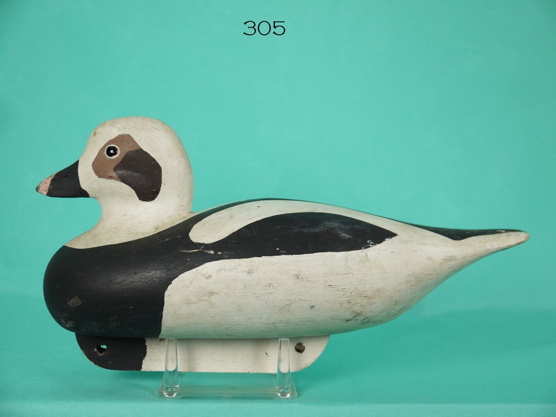 LONG TAILED DRAKE, RST (1 of 4)