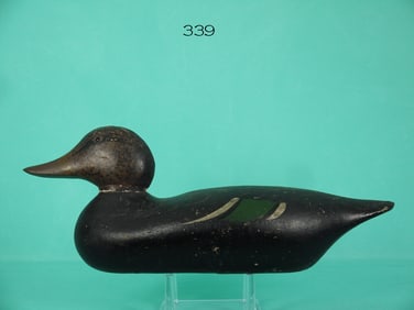 BLACK DUCK, MASON