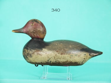 REDHEAD DRAKE, MASON