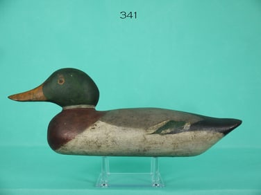 MALLARD DRAKE, MASON