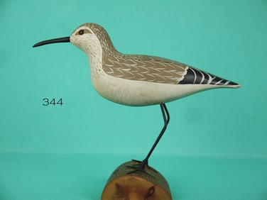 PLOVER, WILDFOWLER