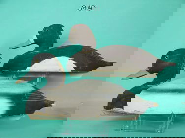 BROADBILL PAIR, WILDFOWLER