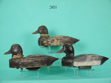 THREE BLUEBILL DRAKES, HERTER'S