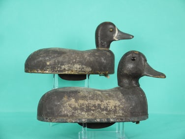 BLUEBILL PAIR, HERTER'S