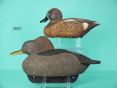 BLUE WING TEAL DRAKE/MERGANSER HEN
