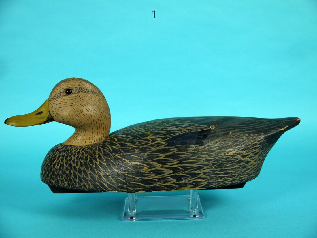 BLACK DUCK, WILDFOWLER