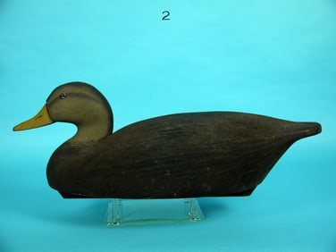 BLACK DUCK, WILDFOWLER
