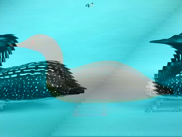 COMMON LOON, WILDFOWLER