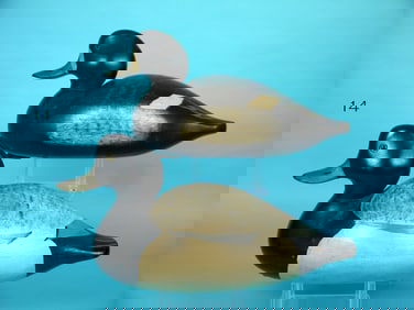 BLUEBILL PAIR, WILDFOWLER