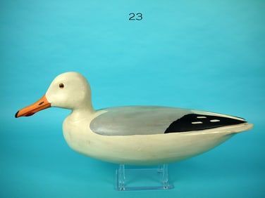 HERRING GULL, H. CONKLIN