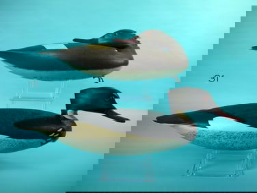 RED-BREASTED MERGANSER PAIR, H. CONKLIN