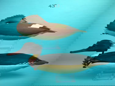 RED-BREASTED MERGANSER PAIR, H. CONKLIN