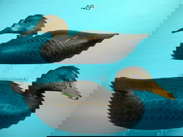 BLACK DUCK PAIR, W. CRANMER