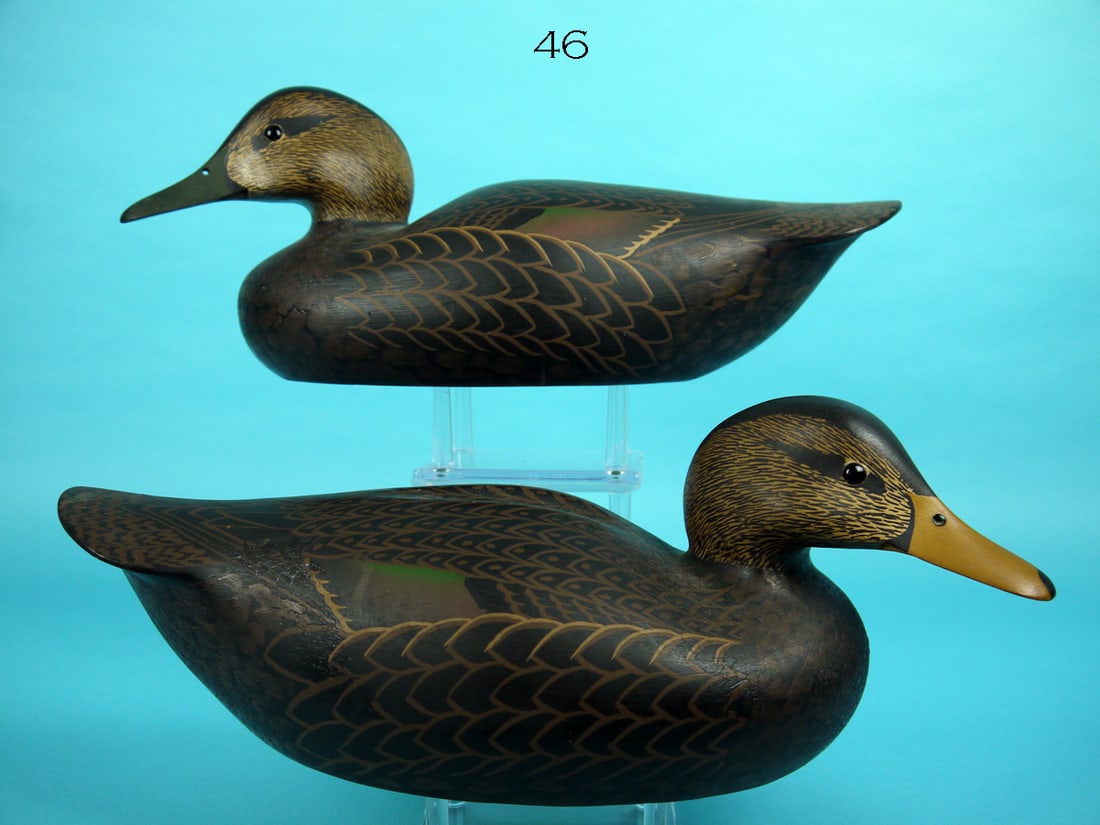 BLACK DUCK PAIR, W. CRANMER (1 of 4)