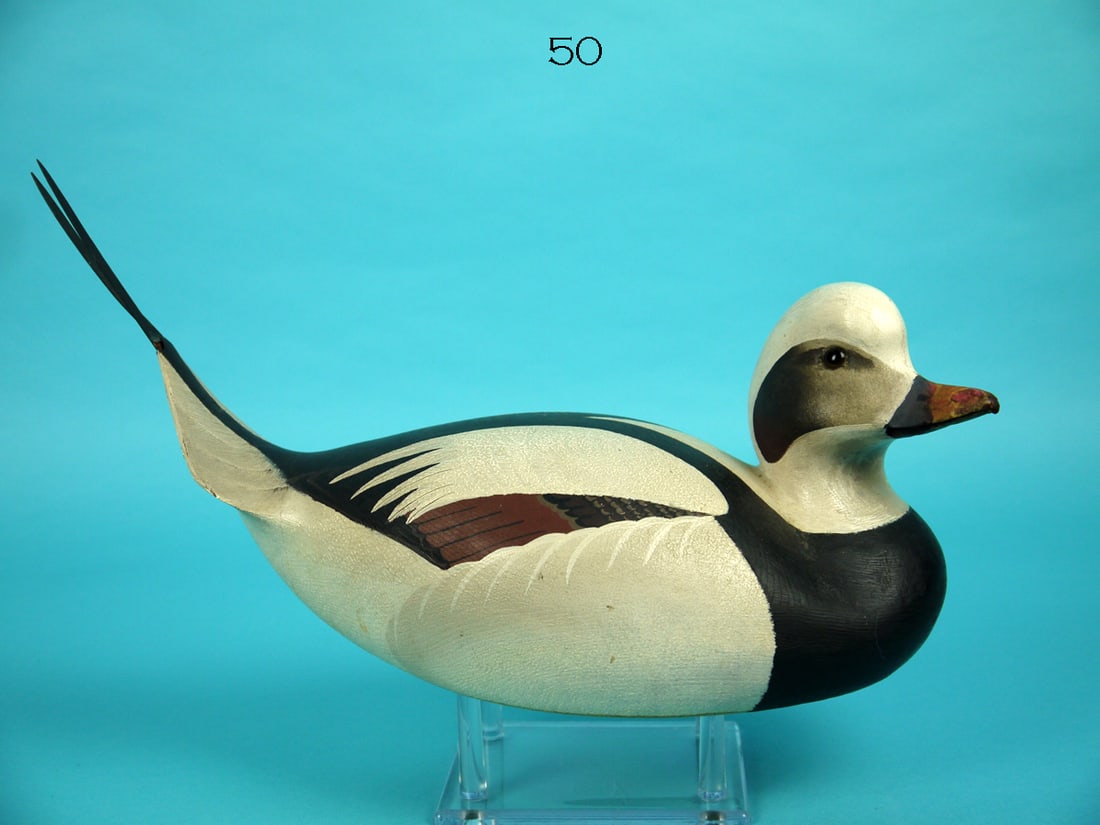 LONG-TAILED DRAKE, W. CRANMER (1 of 4)