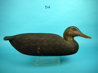 BLACK DUCK, W. CRANMER