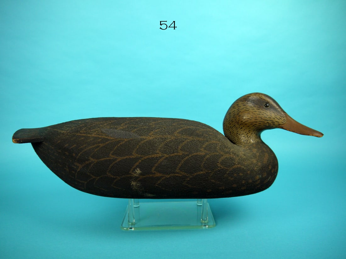 BLACK DUCK, W. CRANMER (1 of 4)