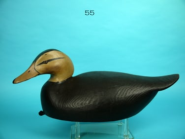 BLACK DUCK, W. CRANMER