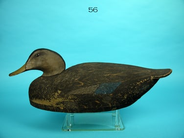 BLACK DUCK, W. CRANMER