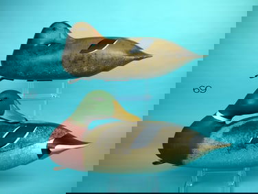 MALLARD PAIR, D. HALL