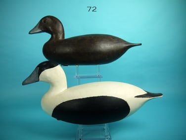 EIDER PAIR, J. HAMILTON