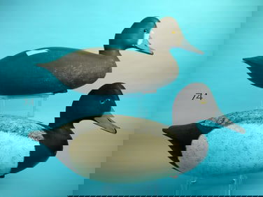 BLUEBILL PAIR, J. HAMILTON