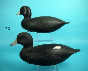 COOT PAIR, J. HAMILTON