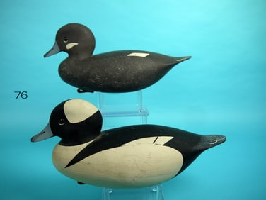 BUFFLEHEAD PAIR, J. HAMILTON