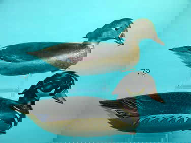 WOOD DUCK DRAKE, J. HAMILTON