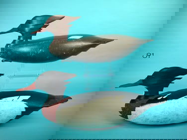 RED-BREASTED MERGANSER PAIR, J. HAMILTON