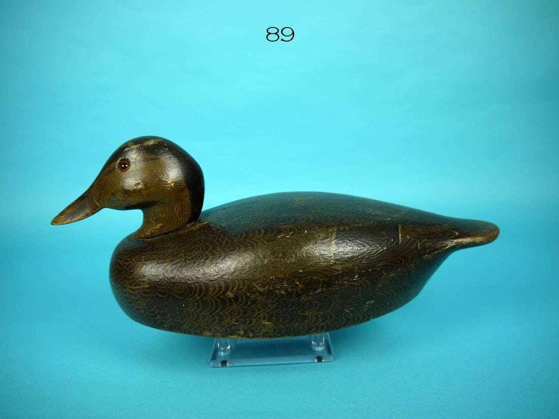 BLACK DUCK, K. HARRIS (1 of 4)