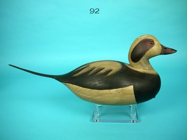 LONG-TAILED DRAKE, M. COLLINS