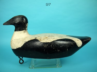EARLY EIDER, MAINE