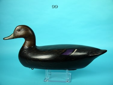 BLACK DUCK, C. MOORE