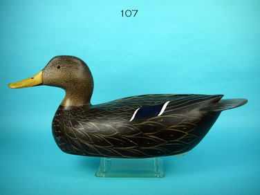 BLACK DUCK, W. GOENNE