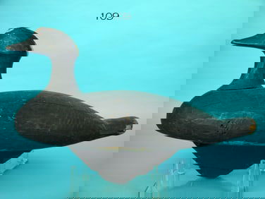 COOT, MARITIME PROVINCES