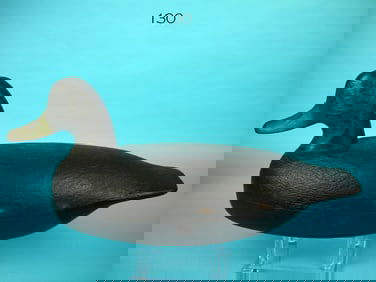 BLACK DUCK, R. CORLISS