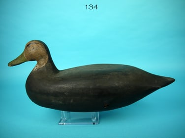 BLACK DUCK, C. DABLER