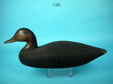 BLACK DUCK, NEW JERSEY