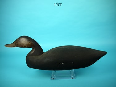 BLACK DUCK, New Jersey