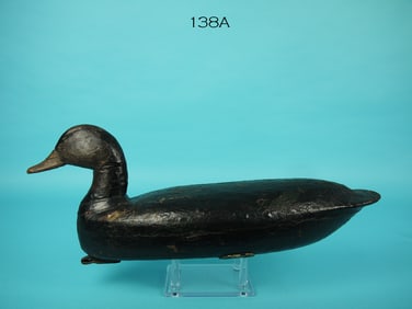 BLACK DUCK, S. FORSYTH