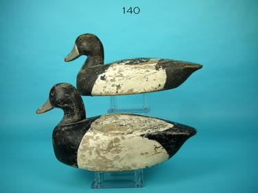 BLUEBILL PAIR, P. GANT