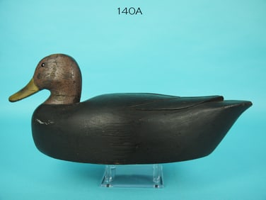 BLACK DUCK, P. GANT