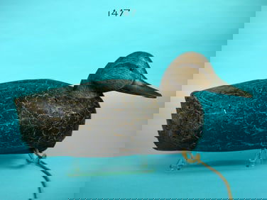 BLACK DUCK, L. JOHNSON
