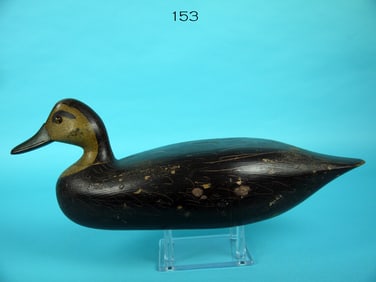 BLACK DUCK, C. LEWIS
