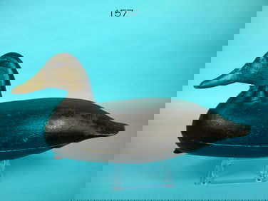 BLACK DUCK, C. MCCOY
