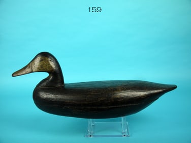 BLACK DUCK, L. CRANMER