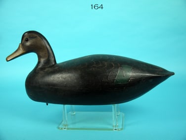 BLACK DUCK, L. ORTLEY