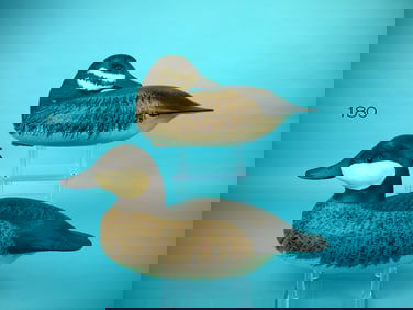RUDDY DUCK  PAIR, J. HOLLOWAY